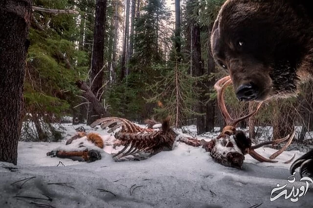 عکس های حیاتوحش برگزیده امسال را تماشا کنید